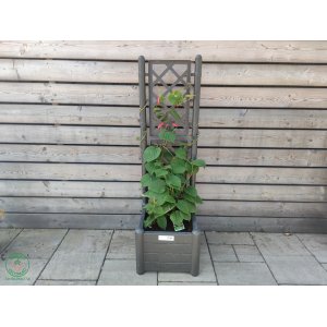 Kiwi 2v1 - Kiwi ´JENNY´ + Kiwi ´SOLO´ (Actinidia deliciosa) - výška 90-100 cm, hranatý kvetináč - ŠPALIÉRA